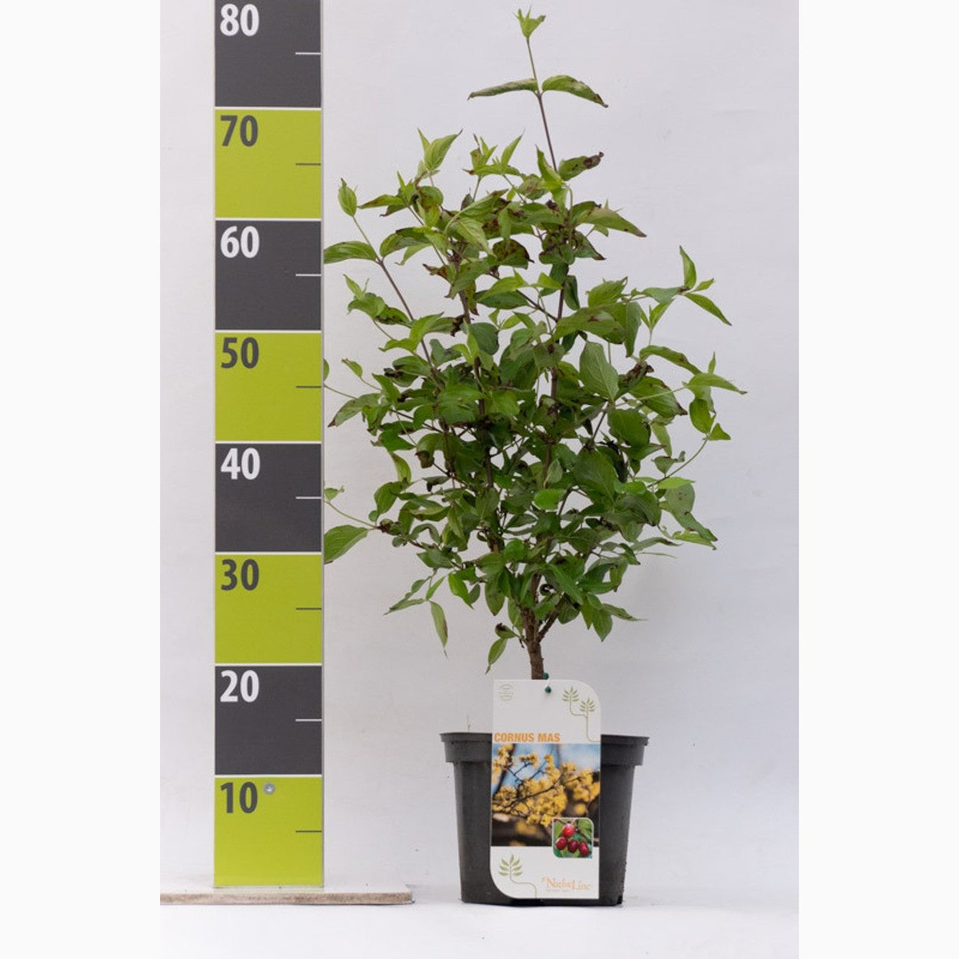 Körsbärskornell – Cornus mas - C3 40-60 CM